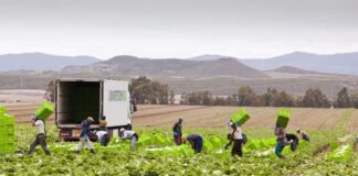 Personal Agrícola peones agrícolas en España Personal Agrícola en Barcelona empleo sin experiencia en España empleo en Barcelona Agricultural Personnel agricultural laborers in Spain