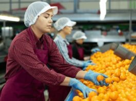Personal para Almacén Citrícola, Triadores de naranjas o cebollas Empleo en Valencia empleo de envasador en España Personnel for Citrus Warehouse Orange or Onion Pickers