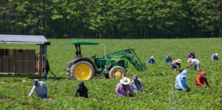 Trabajadores Agrícolas Generales en USA Empleo en Floydada Empleo en Texas empleo sin experiencia en USA General Agricultural Workers in USA Employment in Floydada Employment in Texas