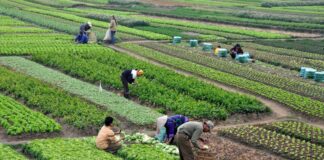 Trabajadores Generales de Granja en Canadá empleo con alojamiento en Canadá Empleo en Vernon empleo en Columbia Británica General Farm Workers in Canada employment with accommodation in Canada