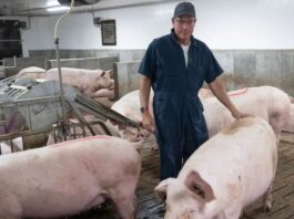 Trabajadores para granja de cerdos en Canadá empleo en Quebec empleo sin experiencia en Canadá Pig farm workers in Canada employment in Quebec