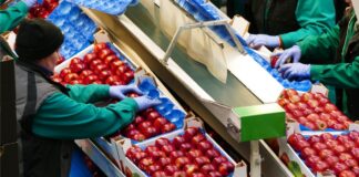 Envasadores en España Campaña Hortofrutícola en España Envasadores para almacén de frutas en España Packers in Spain