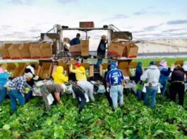 Peón Agrícola en España Trabajo Rural peones agrícolas en España Empleo en Lleida Agricultural Laborer in Spain Rural Work agricultural laborers in Spain Employment in Lleida