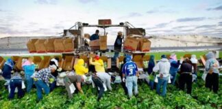 Peón Agrícola en España Trabajo Rural peones agrícolas en España Empleo en Lleida Agricultural Laborer in Spain Rural Work agricultural laborers in Spain Employment in Lleida
