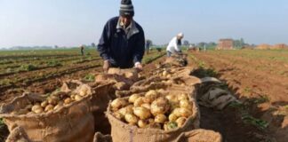 Peones Agrícolas en USA empleo en Florida empleo sin expereriencia en USA Cosecha de papas empaque y recoleccion de papas Farmworkers in the USA, jobs in Florida potato harvesting