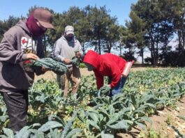 Trabajador Agrícola en USA Trabajador Agrícola en Texas empleo sin experiencia en USA empleo en Texas Farmworker in Texas employment without experience in the USA