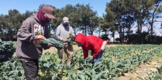 Trabajador Agrícola en USA Trabajador Agrícola en Texas empleo sin experiencia en USA empleo en Texas Farmworker in Texas employment without experience in the USA