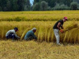 Trabajadores Agrícolas en Texas producción de arroz en Estados Unidos empleo sin experiencia Farmworkers in Texas rice production in the USA employment without experience