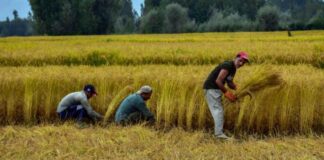 Trabajadores Agrícolas en Texas producción de arroz en Estados Unidos empleo sin experiencia Farmworkers in Texas rice production in the USA employment without experience