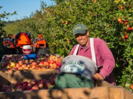 Trabajadores Generales de Granja siembra cultivo y recolección de frutas en Columbia Británica empleo sin experiencia en Canadá General Farm Workers Planting Cultivation and Fruit Harvesting
