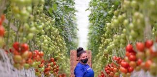 Trabajadores de Invernadero trabajar cultivando tomates USA empleo en Arizona Greenhouse Workers in the United States, agricultural employment in USA