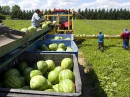 Trabajadores para Cosecha y Envasado de Sandía en Estados Unidos empleo en Florida empleo sin experiencia en USA Watermelon Harvesting and Packing Workers in the United States