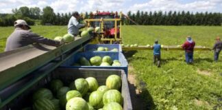 Trabajadores para Cosecha y Envasado de Sandía en Estados Unidos empleo en Florida empleo sin experiencia en USA Watermelon Harvesting and Packing Workers in the United States