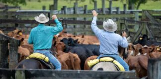Ayudantes de Rancho en Colorado Rancho de Ganado en USA empleo sin experiencia en USA Ranch Helpers in Colorado Employment without experience in the USA