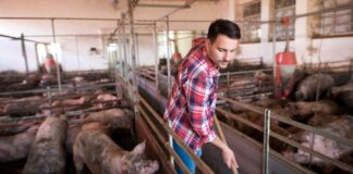 SE SOLICITA PERSONAL PARA GRANJA DE CERDOS (NO SE REQUIERE EXPERIENCIA PREVIA), INGRESO INMEDIATO. BUEN SALARIO Granja de Cerdos en España Oferta de trabajo sin experiencia en España Pig Farm Staff in Spain Job Offer without Experience in Spain