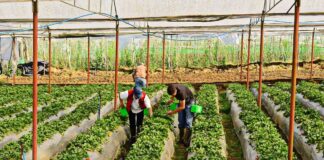 SE NECESITAN OPERARIOS AGRÍCOLAS (HOMBRES Y MUJERES), MÍNIMA EXPERIENCIA. JORNADA DE 8 HORAS DIARIAS, BUEN SALARIO Operarios Agrícolas en España Empleo en Sevilla peones agrícolas en España Agricultural Workers in Spain Employment in Seville agricultural workers in Spain