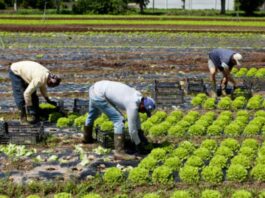 Trabajadores Agrícolas para Vivero de Plantas en Italia empleo en Terlizzi empleo en Puglia Lavoratori agricoli Agricultural Workers