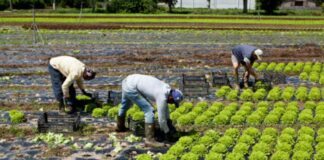 Trabajadores Agrícolas para Vivero de Plantas en Italia empleo en Terlizzi empleo en Puglia Lavoratori agricoli Agricultural Workers