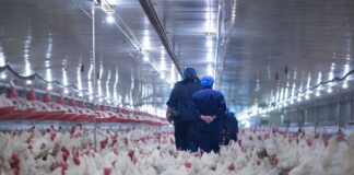 Trabajadores Avícolas Trabajadores Avícolas en Canadá Poultry Workers Poultry Workers in Canada