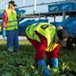 Agrícola trabajo agrícola España empleo con alojamiento empleo para extranjeros Agricultural work in Spain employment with accommodation