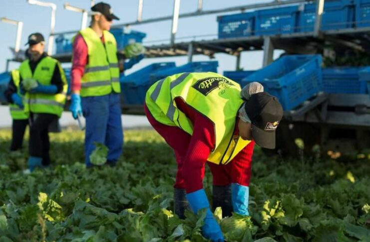 Agrícola trabajo agrícola España empleo con alojamiento empleo para extranjeros Agricultural work in Spain employment with accommodation